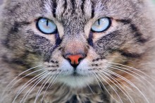Chinesische Quantum Methode für den Kater