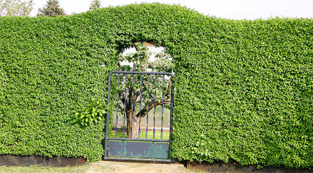 Beleidigte Hecke (Quelle flickr.com @seven_of9) Beleidigte Hecke (Quelle flickr.com @seven_of9)